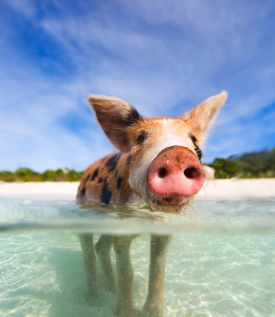 Best And Worst Times To Visit The Bahamas - Covertrip