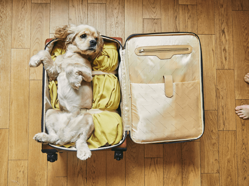 11 Things to do the Night Before a Flight CoverTrip