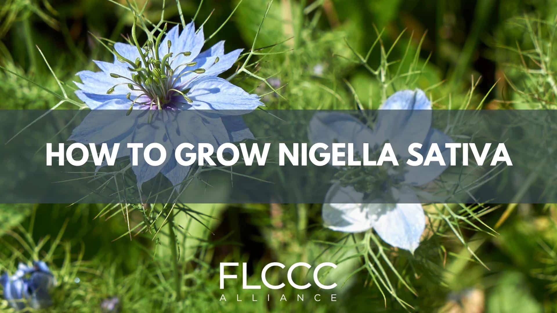 Grow Your Own Nigella Sativa FLCCC Alliance