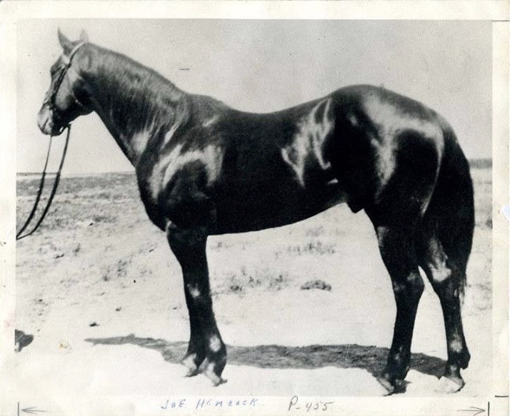 Why Cowboys Ride Hancock Bred Horses The Cowboy Accountant™