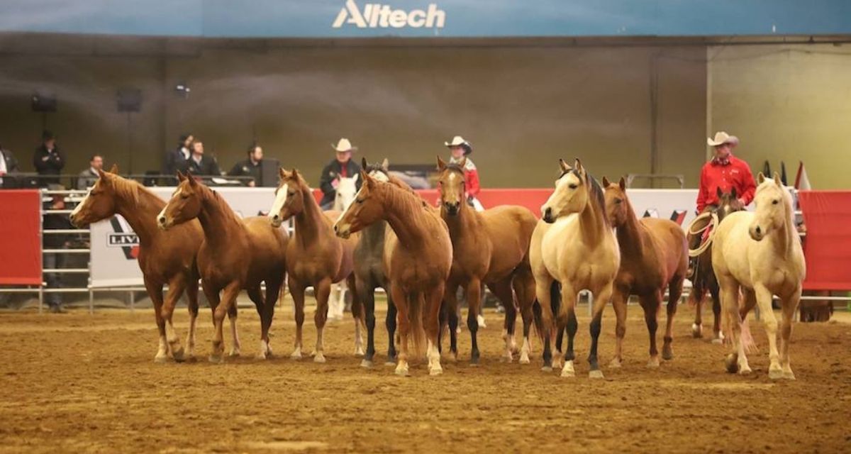 Road To The Horse 2024 Schedule Road to the Horse 2021 Cowboy Lifestyle Network