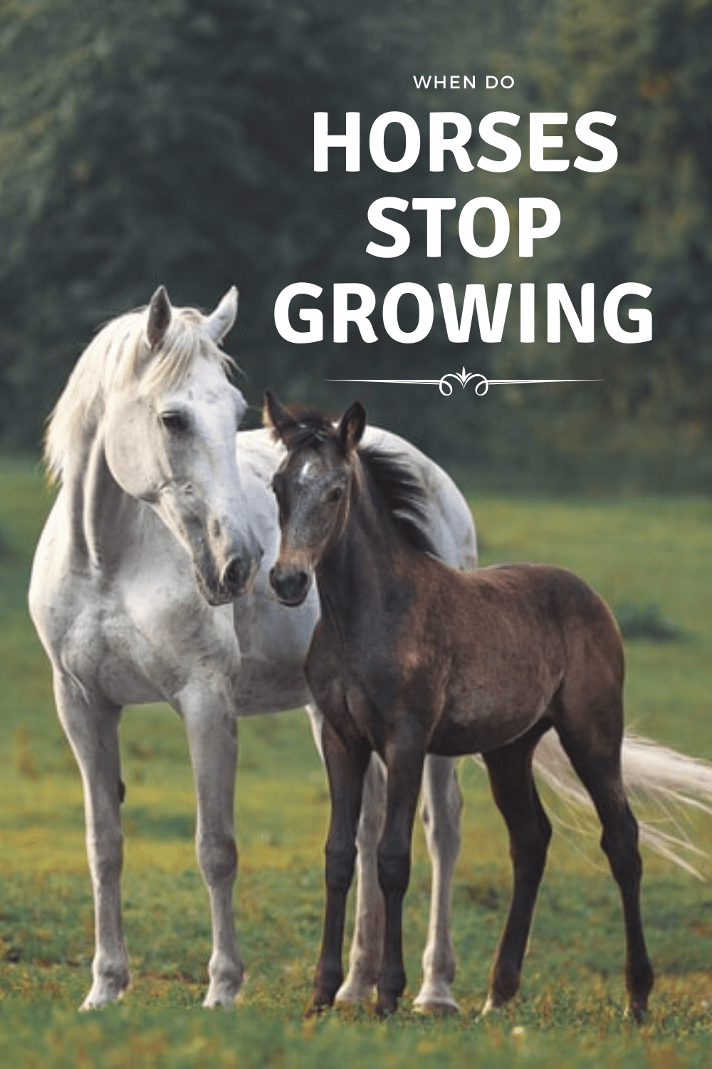 When Do Horses Stop Growing? ⋆ Cowboy Specialist