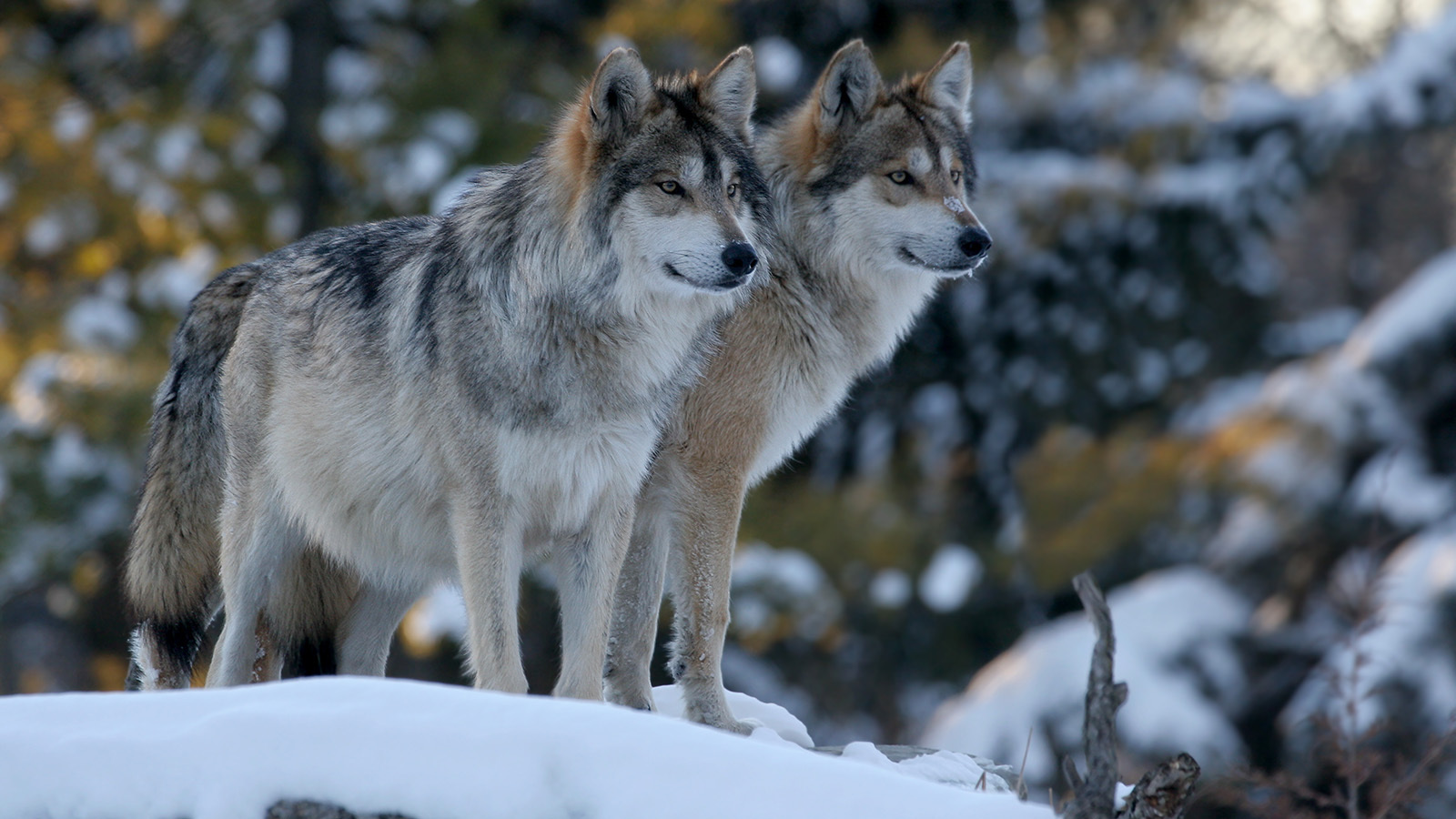 Rancher ‘Not Surprised’ Colorado Wolves Already… Cowboy State Daily