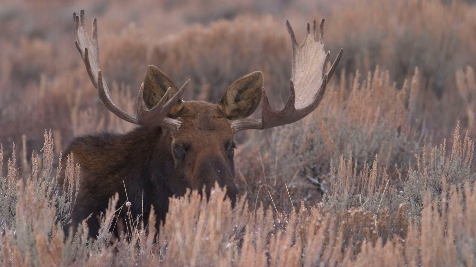 Man Suffers LifeThreatening Injuries After Moose Attack In Northern