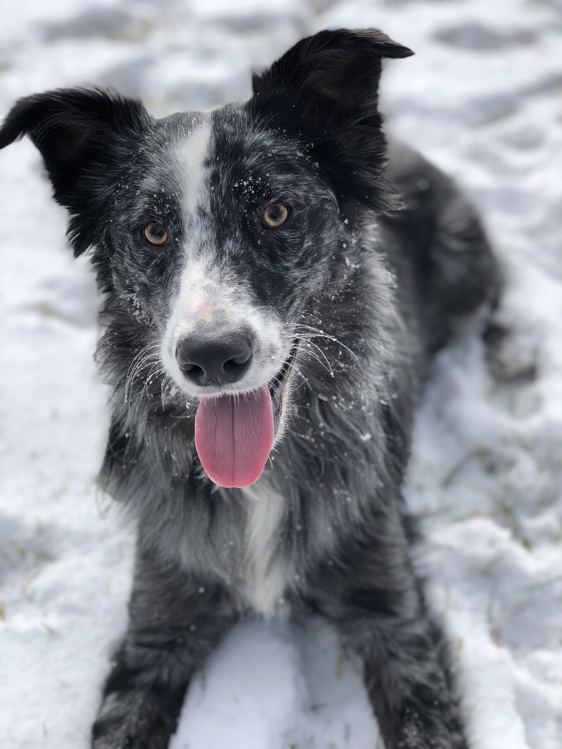 Keeping Your Dog Happy and Healthy in a Studio Apartment Cowgill