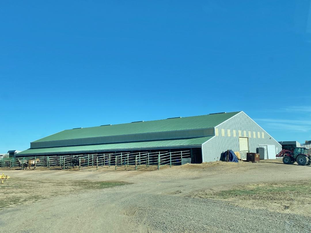 Horse Boarding in Laramie Wyoming Cow Horse Chick