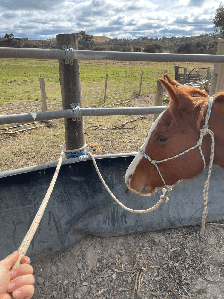 How To Break A Horse Week 1 Cow Horse Collective