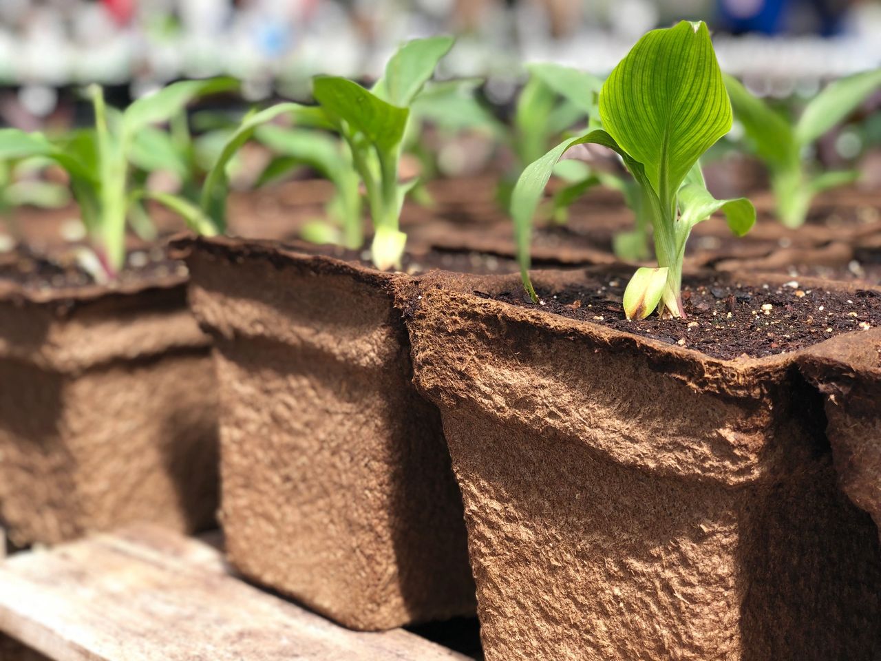 10 Most Profitable Flowers to Grow & Sell CowPots