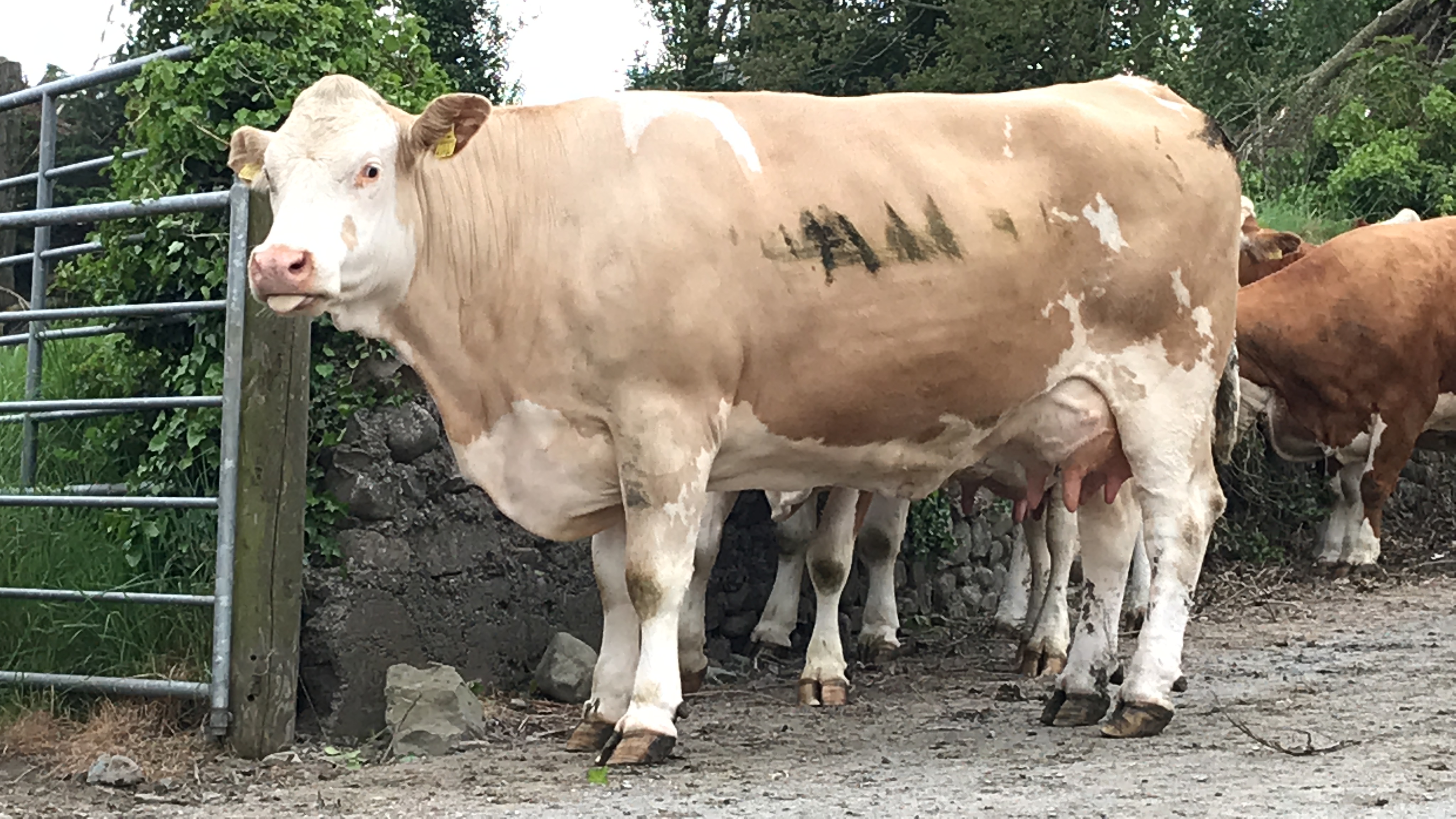 Simmental cattle for sale David Clarke Livestock