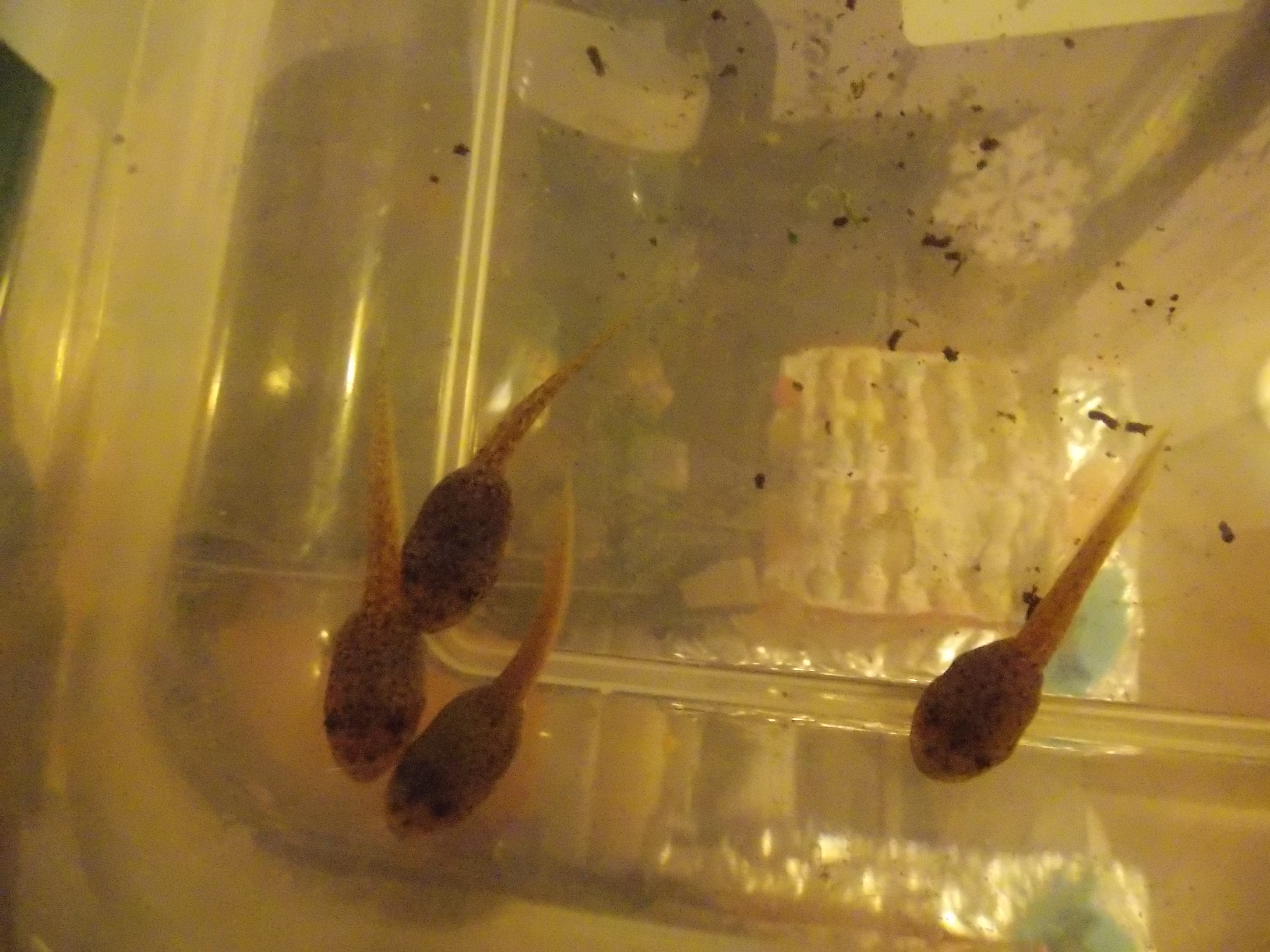 Bullfrog Tadpoles Sitting On Clouds