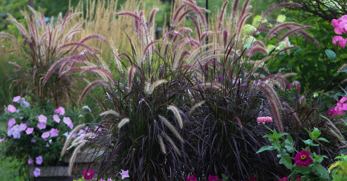 7 Best Florida Pool Landscaping Plants Cox Pools FL