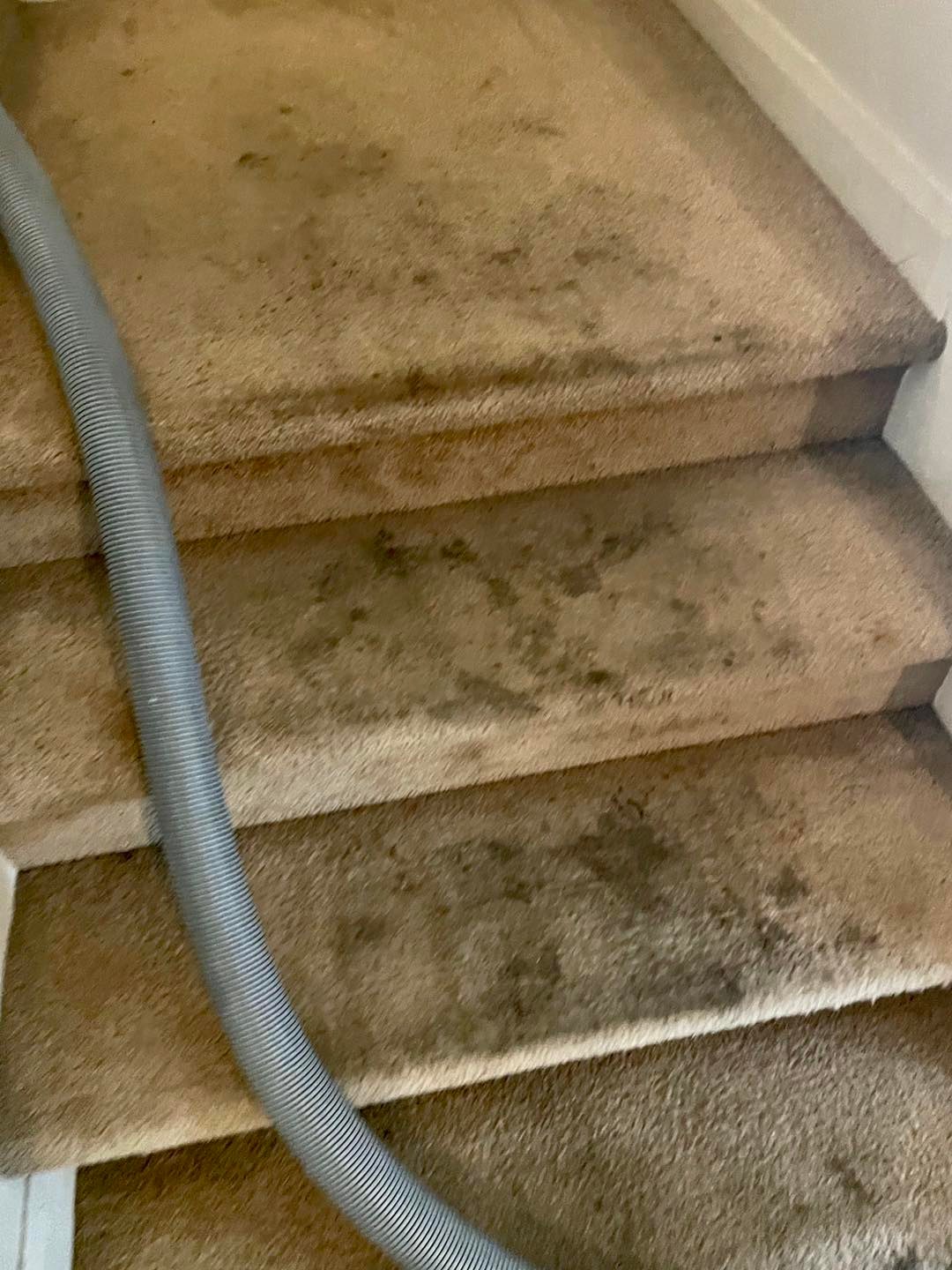 Coyote Carpet Cleaning Floor & Upholstery Cleaning in Mesquite, NV