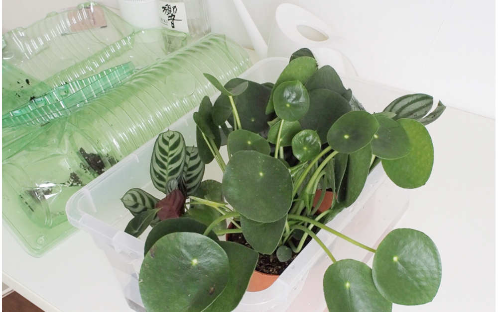 Online Babyplants Erfahrung Von der Babypflanze zum