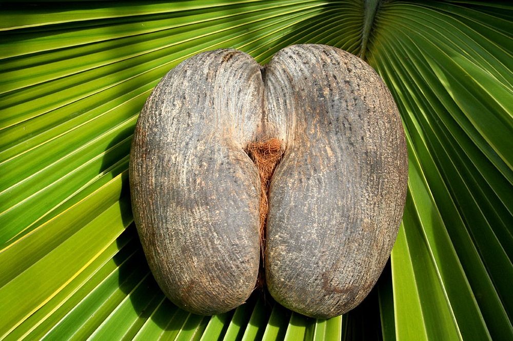 El famoso coco de mar de las Seychelles. La semilla mas grande del