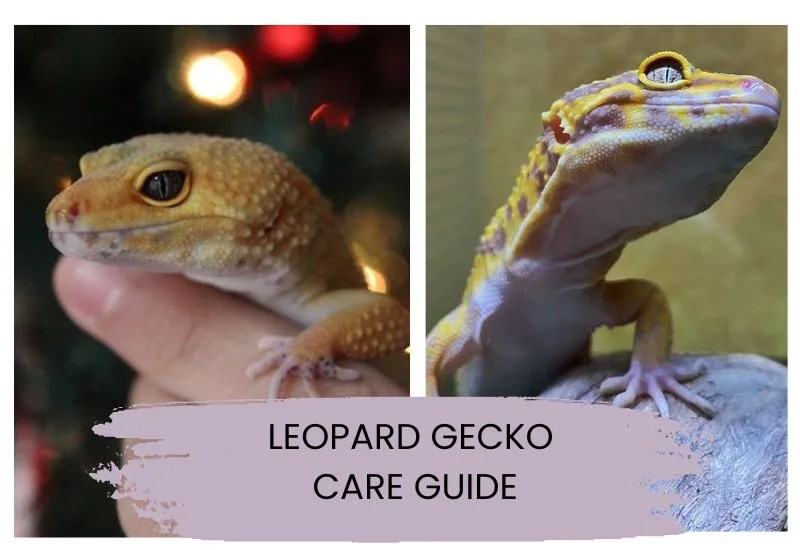 The Ultimate Leopard Gecko Care Guide • Cozy Lizard