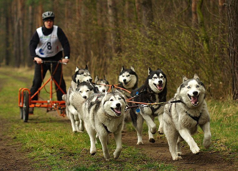 The Best Harnesses & Leashes for Husky Dogs [Pulling, NoPull, Tips]