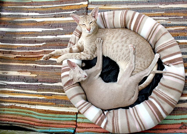 Cozy Kitty 3 Adorable Best Heated Cat Beds [Indoor & Outdoor]