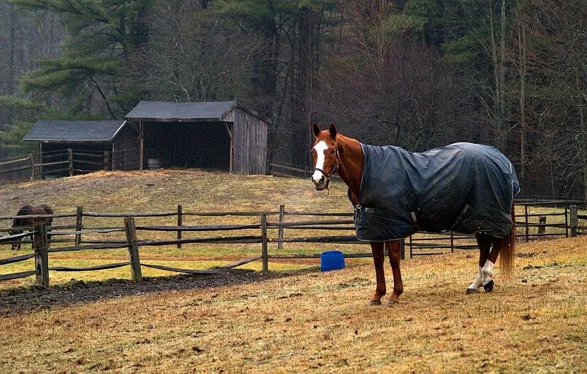 Here's What I'd Call the Best Horse Blankets [Winter, Turnout etc.]