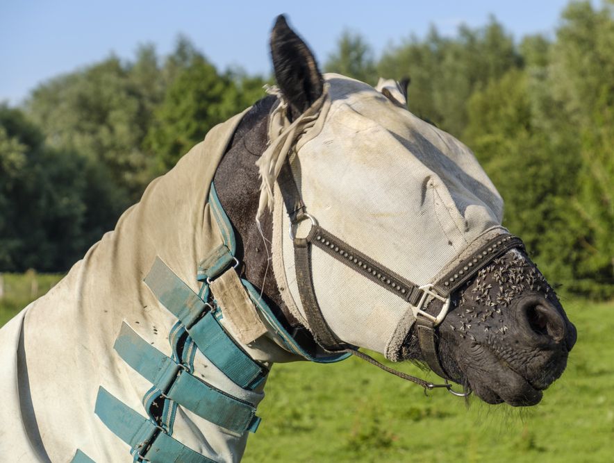 Keeping the Pests Away A Guide to Horse Fly Masks & Sheets