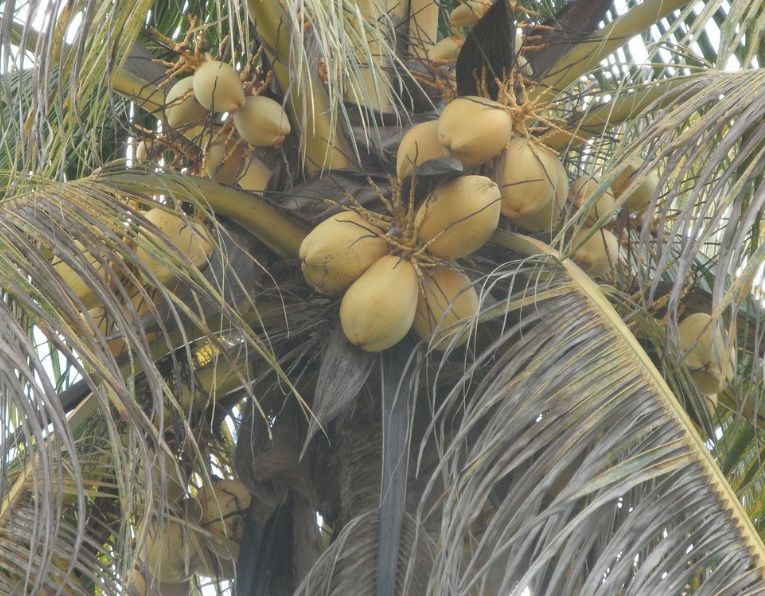 Several Types of Coconuts