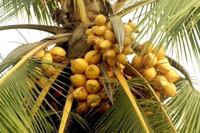 Several Types of Coconuts