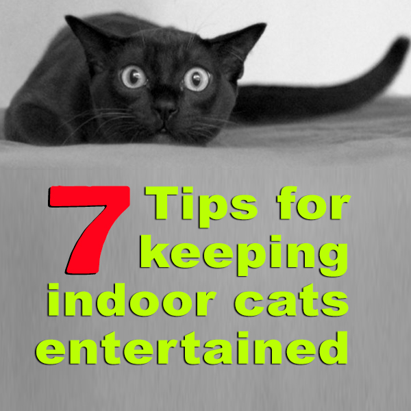 Keep Indoor Cats Entertained
