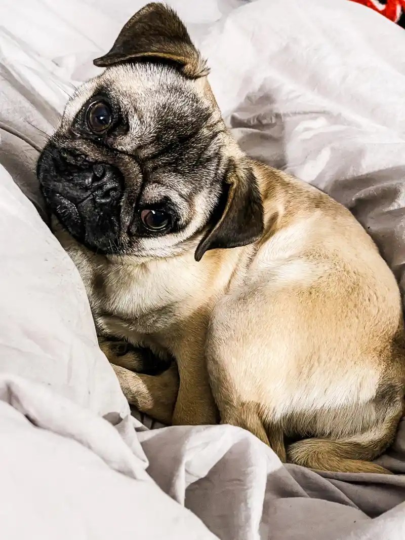 Are Pugs Jealous Dogs