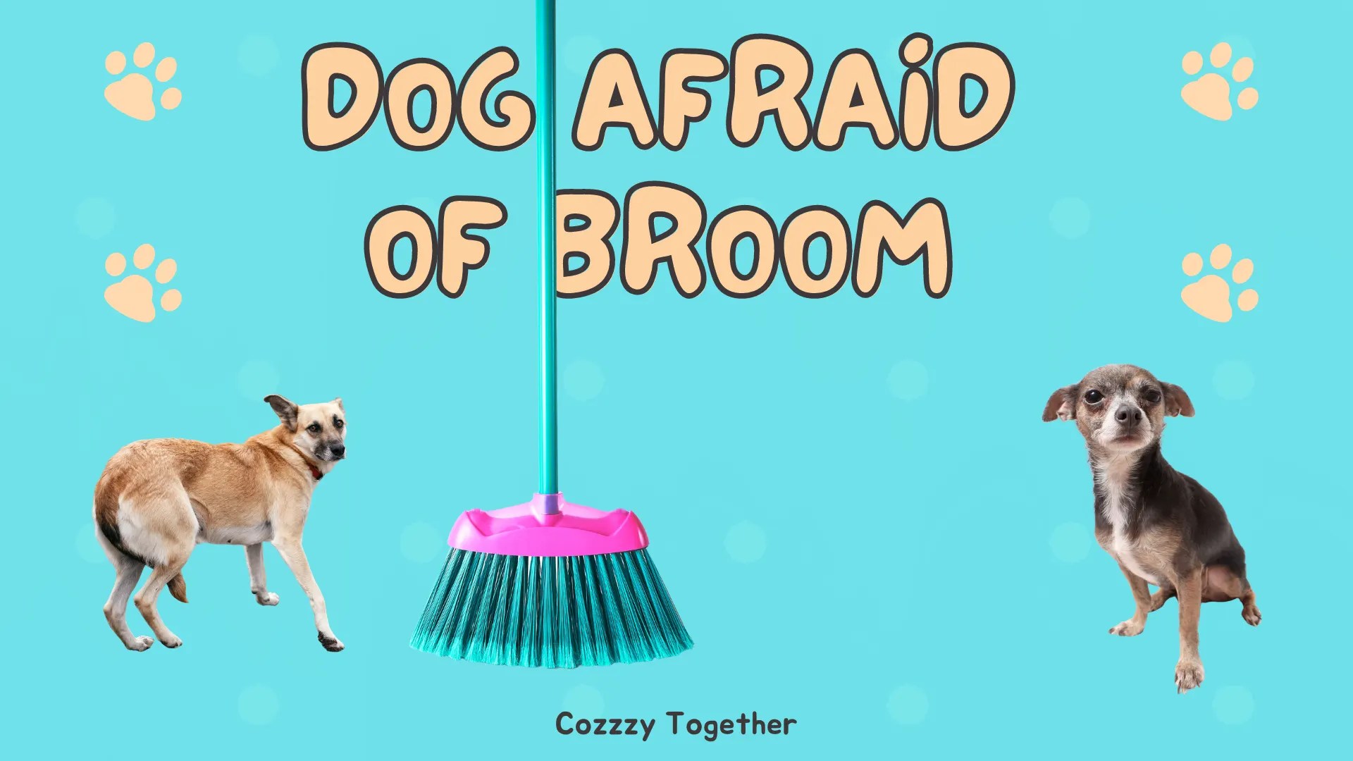 Why Are Dogs Afraid of Brooms 5 Reasons