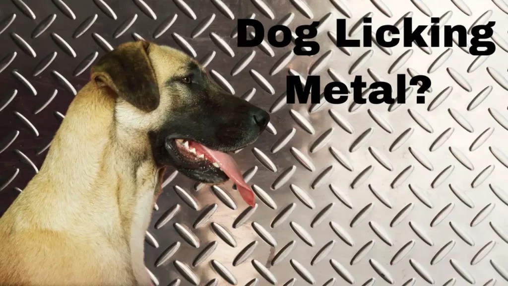 Why Do Dogs Lick Metal Objects The Truth