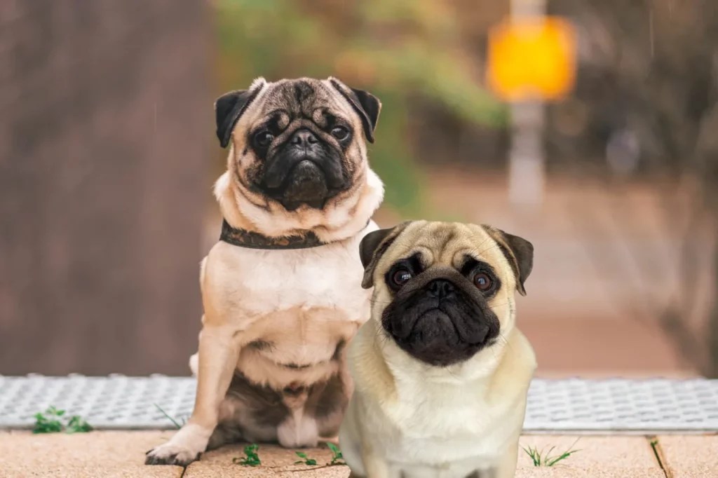 Are Pugs Inbred the Surprising Truth