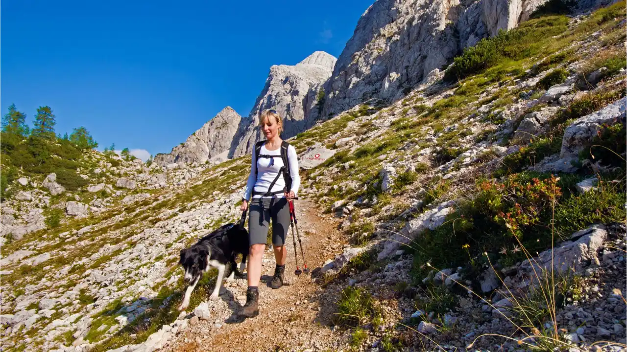 Is Moss Toxic to Dogs Must Know Info