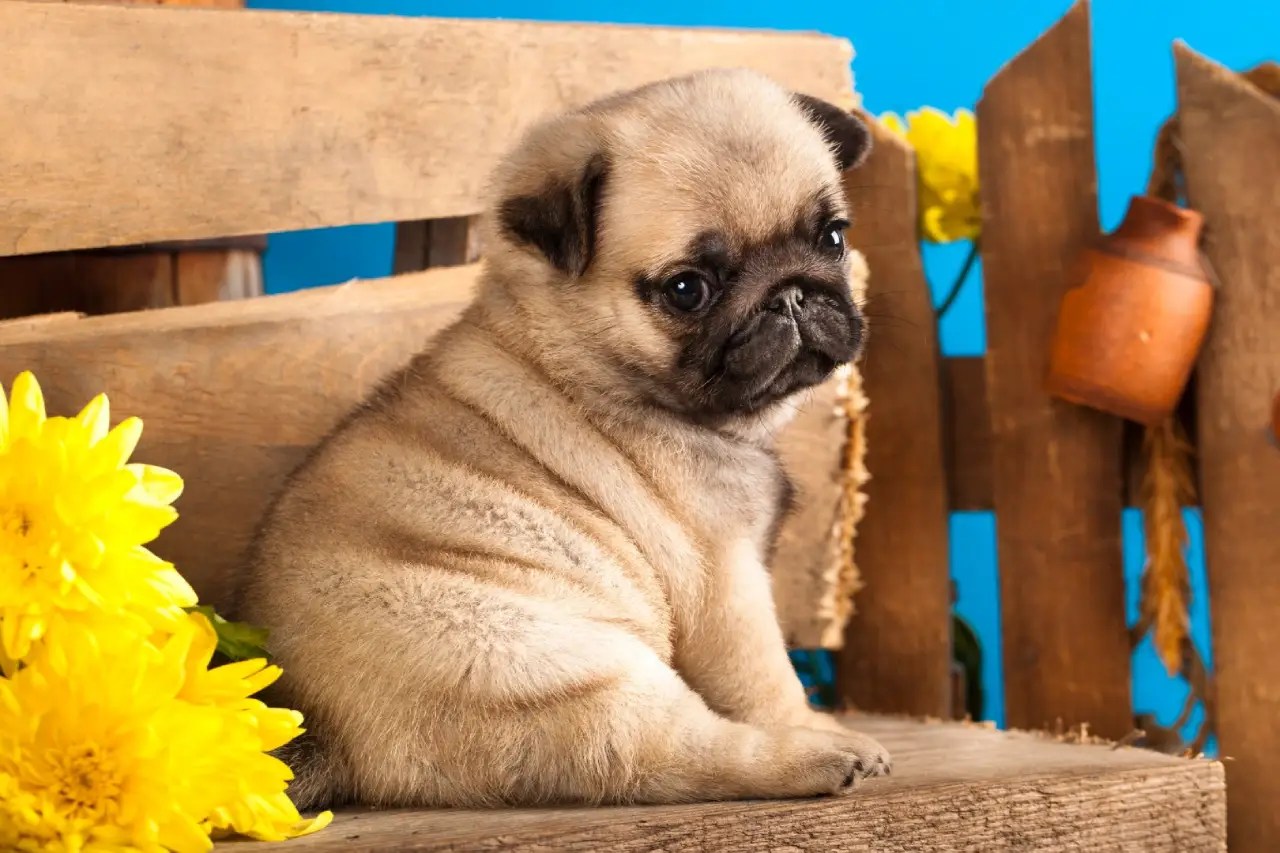 Pug Snoring Is it Normal How to Reduce