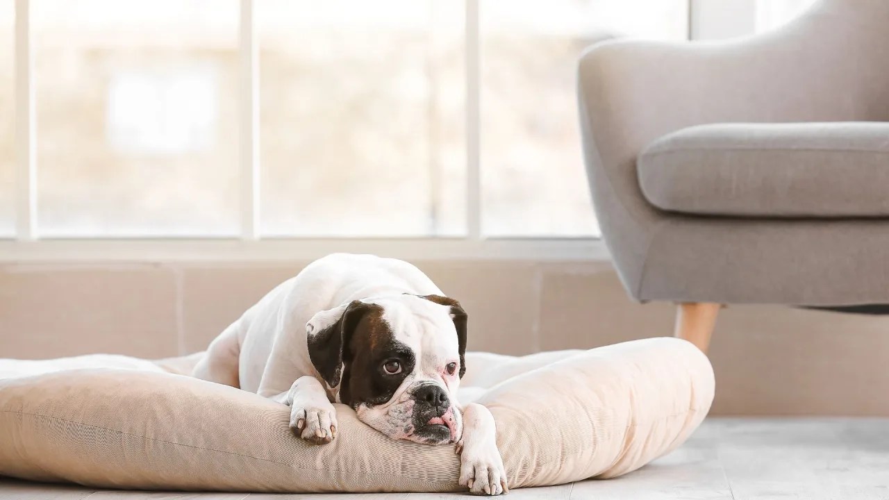 Small Dog Breeds That can be Left Home Alone