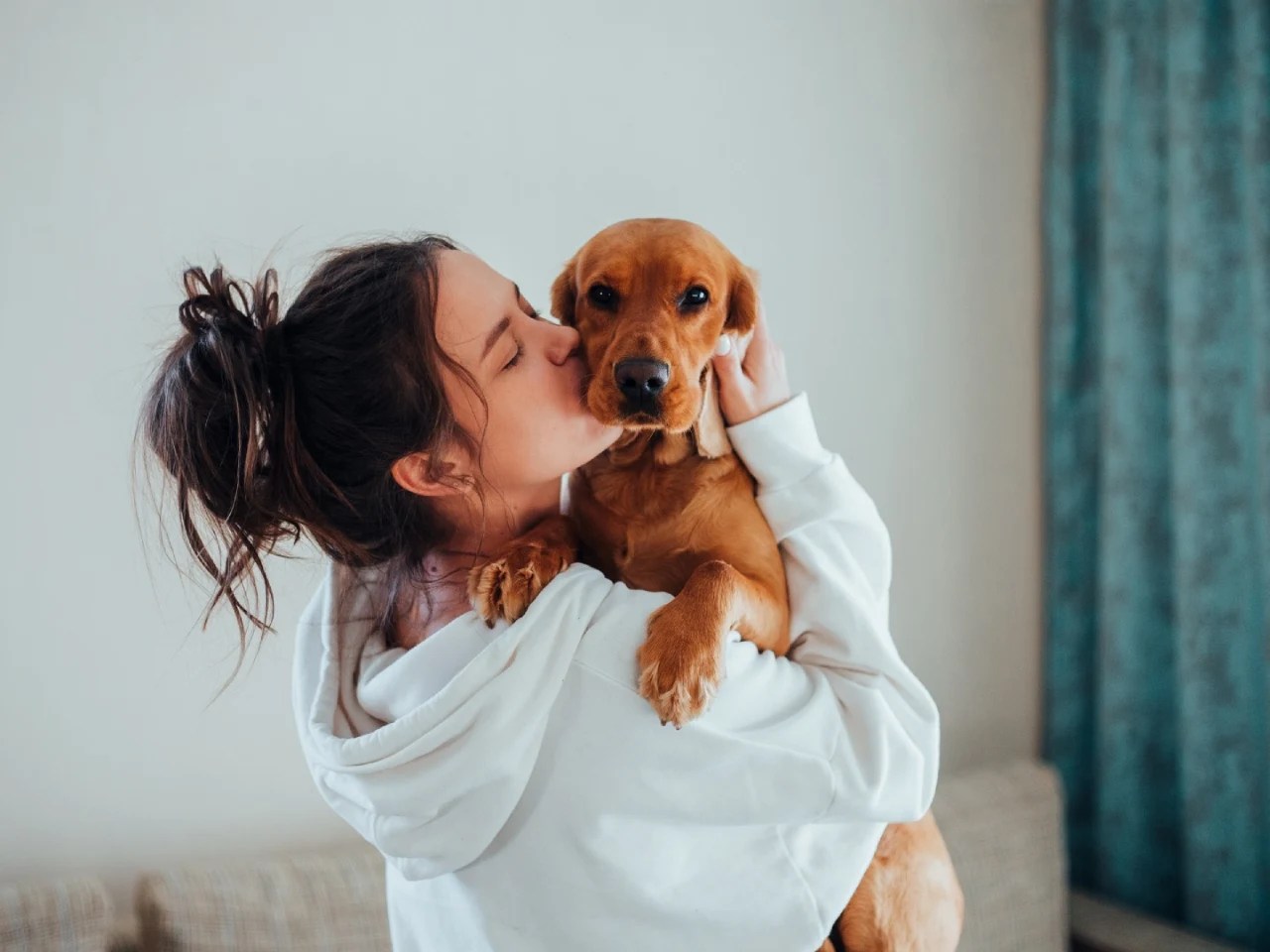 Stud Fee for Dogs Average Cost What to Know