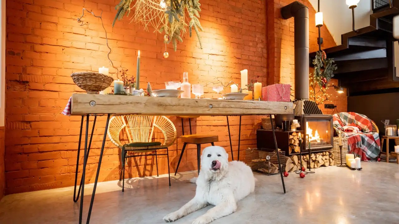 Why Do Dogs Like Going Under the Table