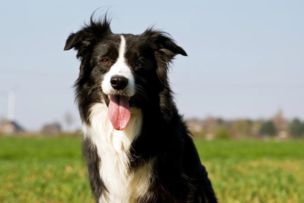 Mastiff Border Collie Mix Easy Short Guide