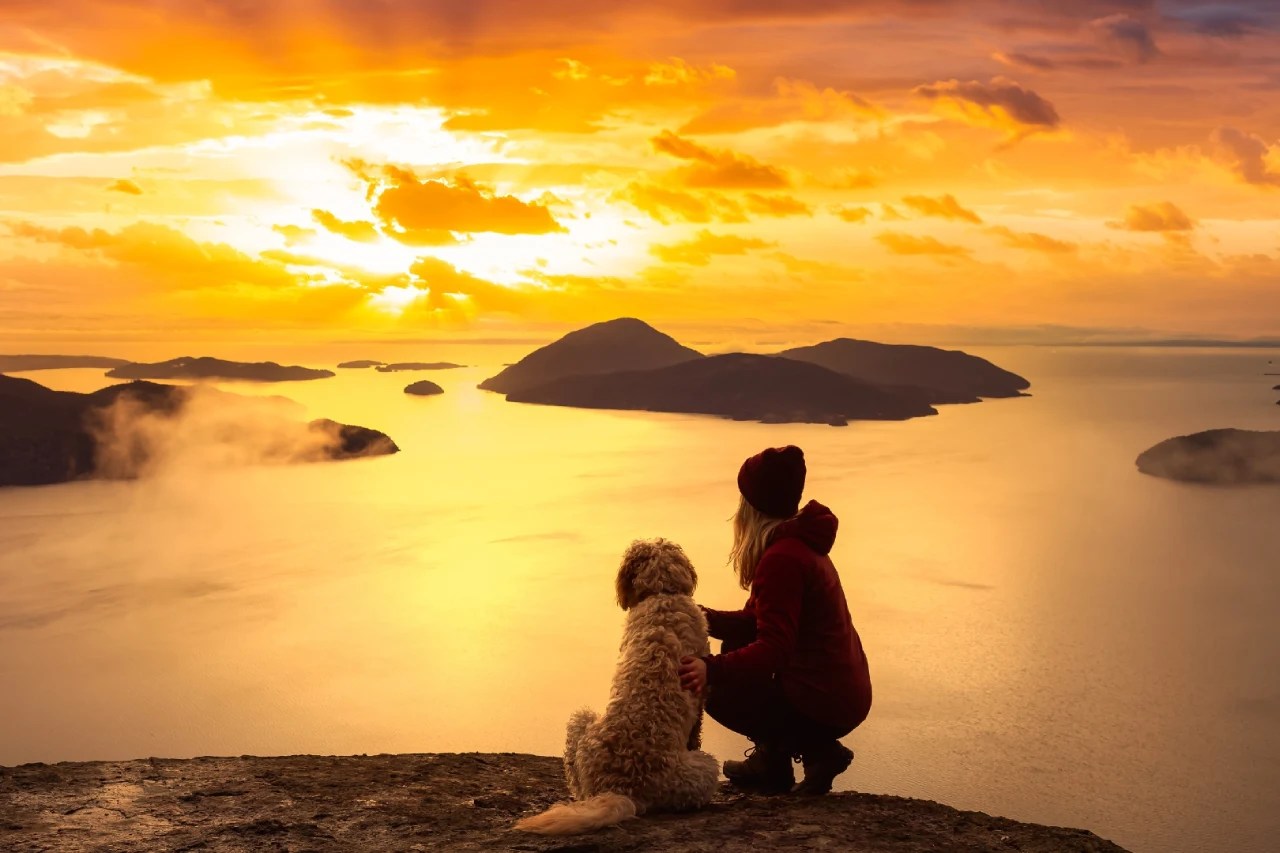 Why Do Dogs Lick Your Legs With Expert Insights