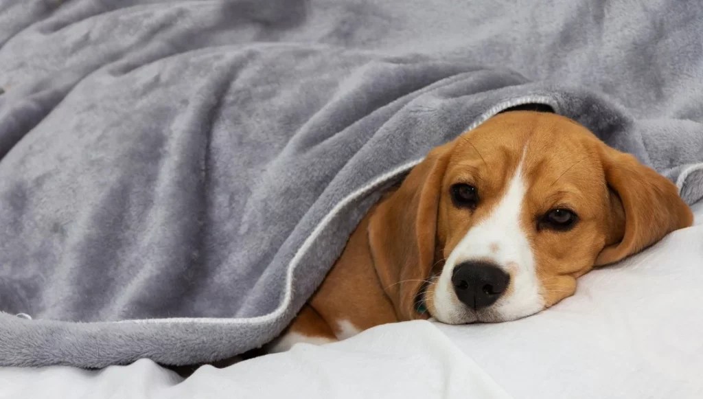 Why Does My Dog Lick My Pillow 5 Key Reasons