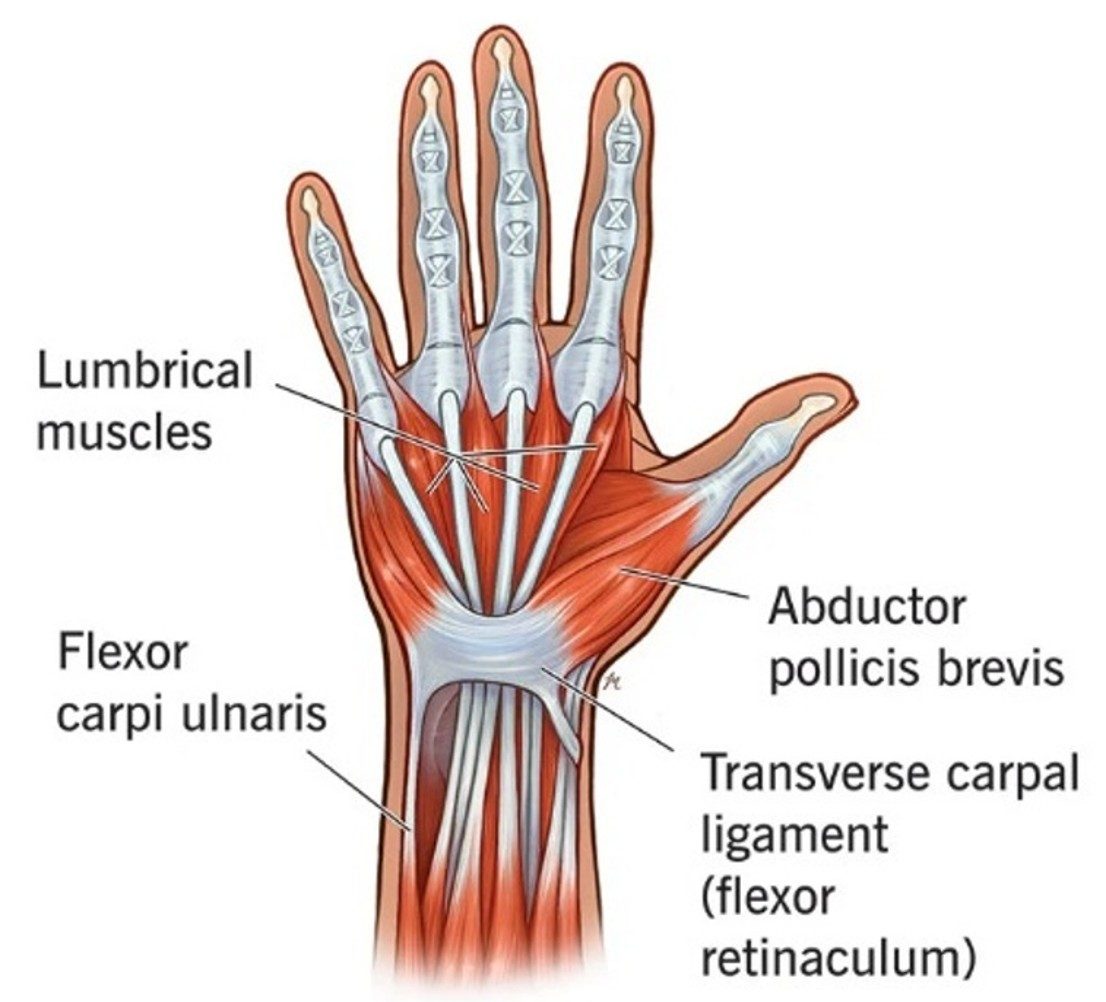 Wrist And Thumb Injuries Walkin Urgent Care / Oak Ridge / Carolina