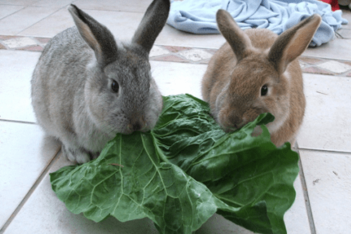 MS173 Rabbit Nursing Anaesthesia and Critical Care Mini Series CPD