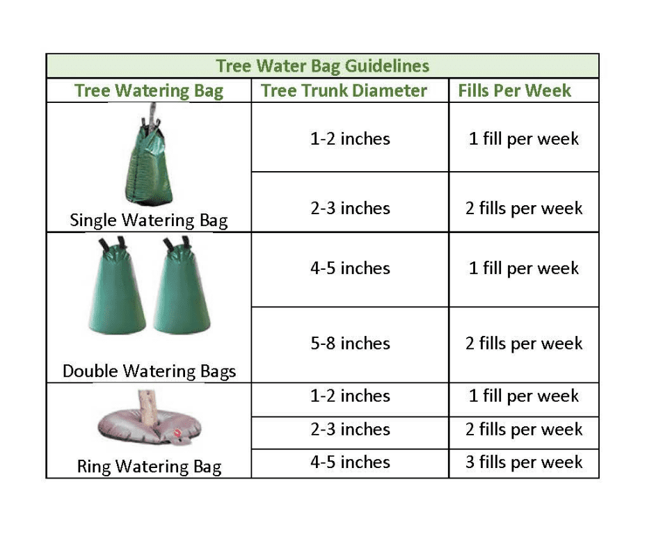 Guidelines for Watering New and Established Trees