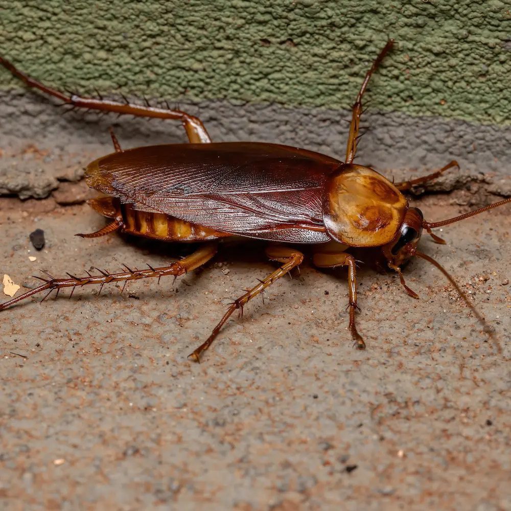 Cockroaches in Australia Pest Control Gold Coast CPH Solutions