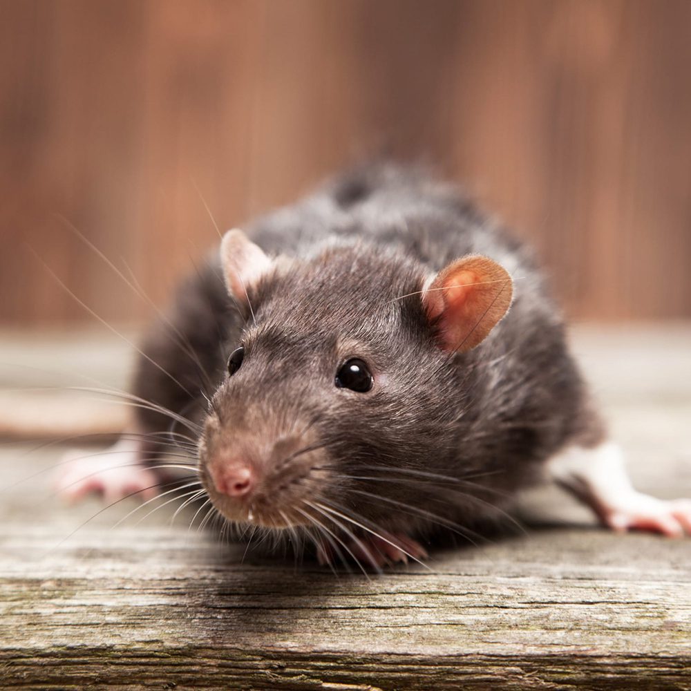 Rodents in Australia. Pest Control Gold Coast CPH Solutions
