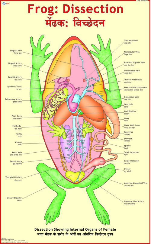 Frog Dissection Chart at 275.00 INR in Delhi, Delhi Vidya Chitr