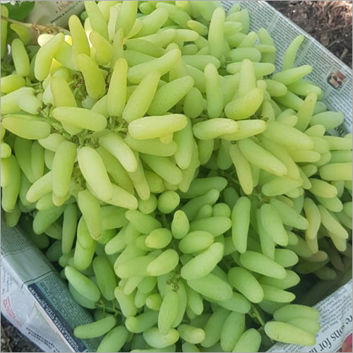 Grapes In Nashik, Grapes Dealers & Traders In Nashik, Maharashtra