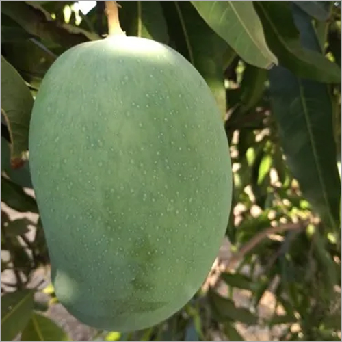 Ratnagiri Mangoes Suppliers, Ratnagiri Aam Exporters, Manufacturers