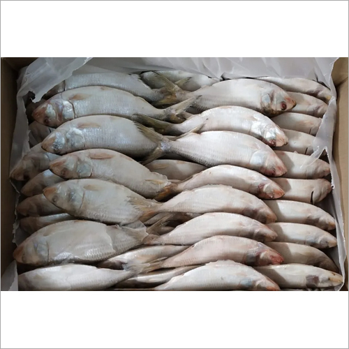 Reef Cod Fish at Best Price, Trader, Supplier