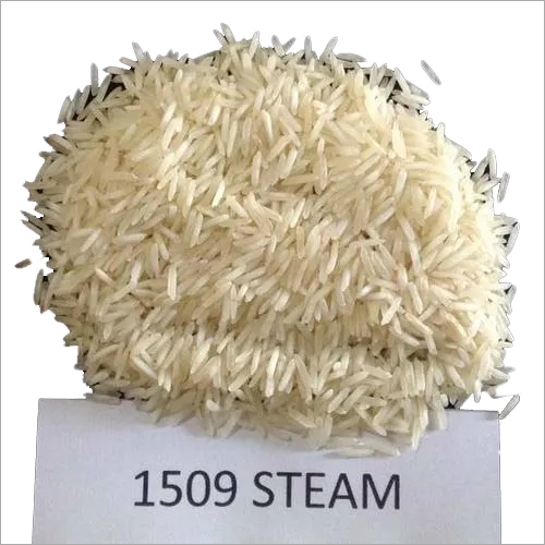 1509 Steam Rice at Best Price in Bareilly, Uttar Pradesh Globe Agro