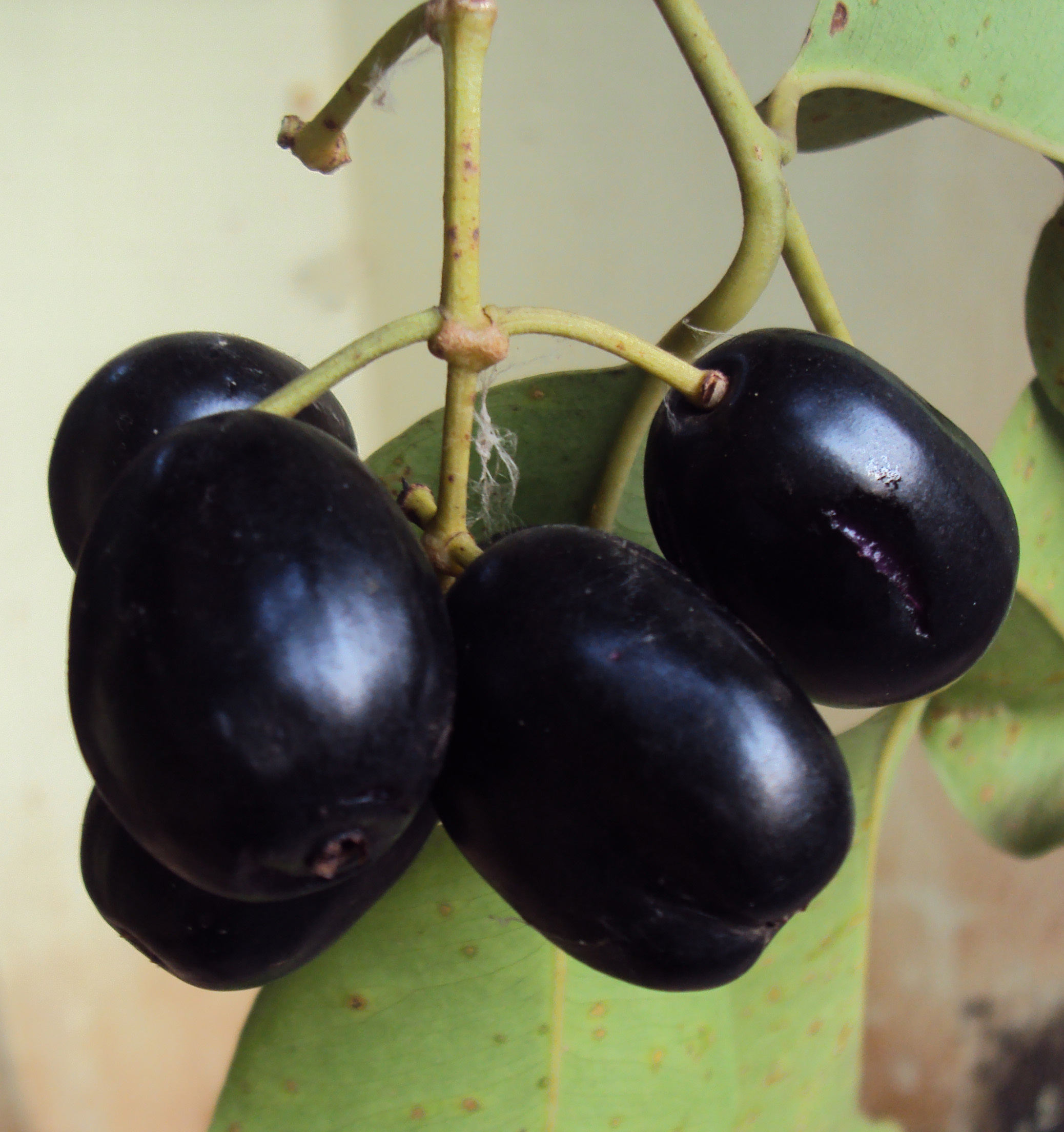 Jamun Fruit Pulp Supplier From Pune, Maharashtra, India Latest Price