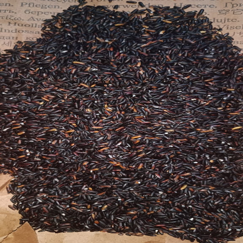 Pure Black Rice at 15000.00 INR in Guwahati, Assam X5 Agrotech Farm